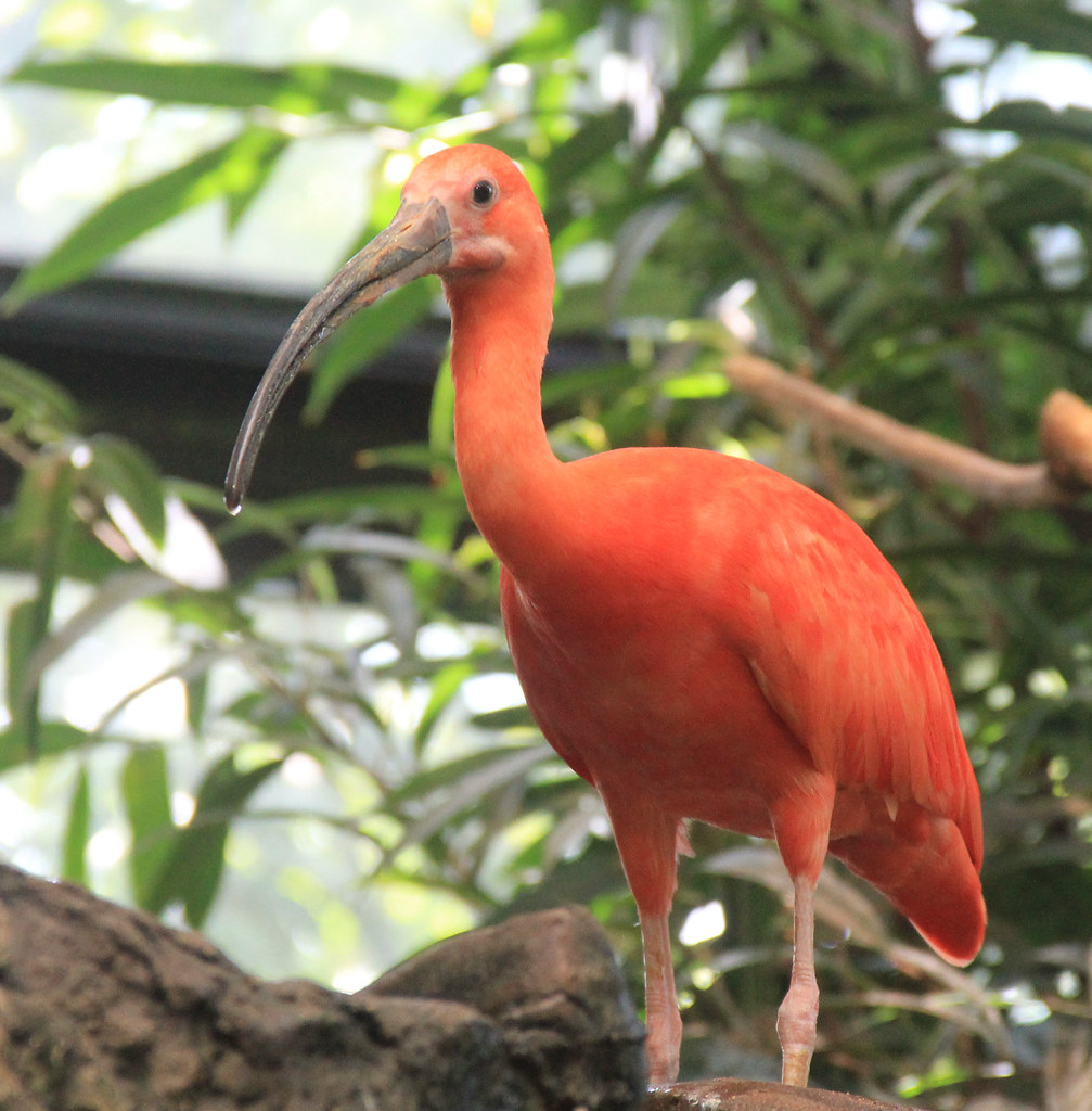 Scarlet Ibis Scarlet Ibis at zoo Anthony Flickr