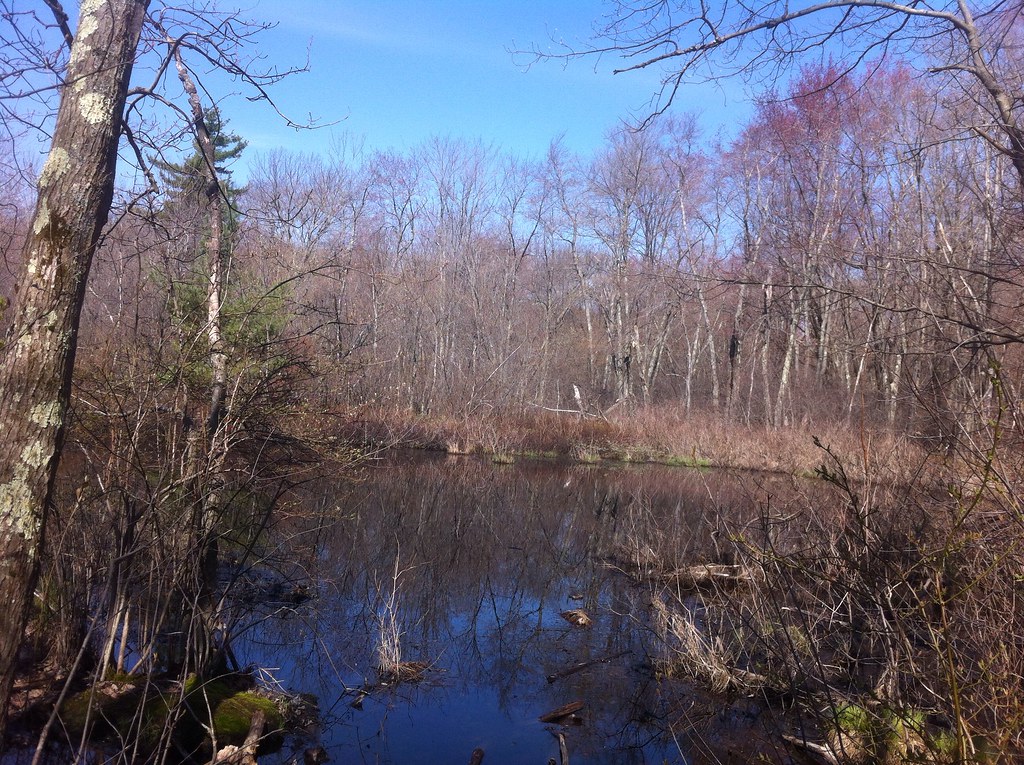Arlington Great Meadows Habitat shots Jason Forbes Flickr