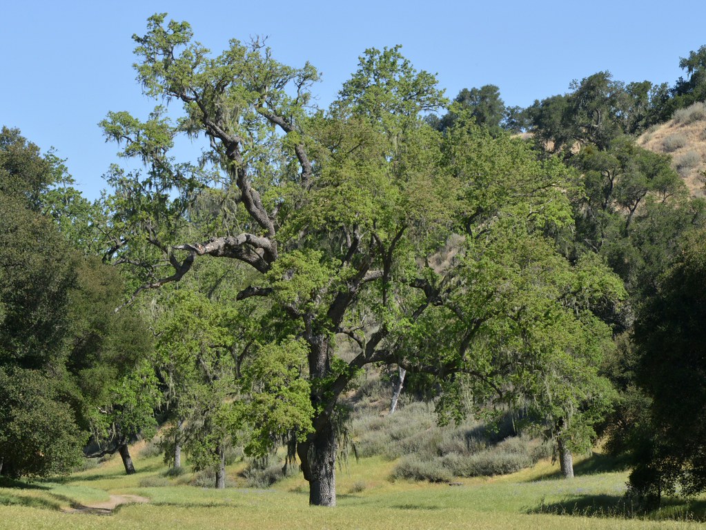 Grand old Valley Oak (Quercus lobata, Fagaceae) on Huasna … Flickr
