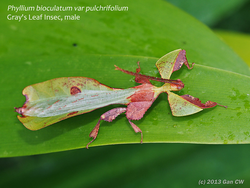 Gray's Leaf Insect (male) Phyllium bioculatum var pulchrif… Flickr