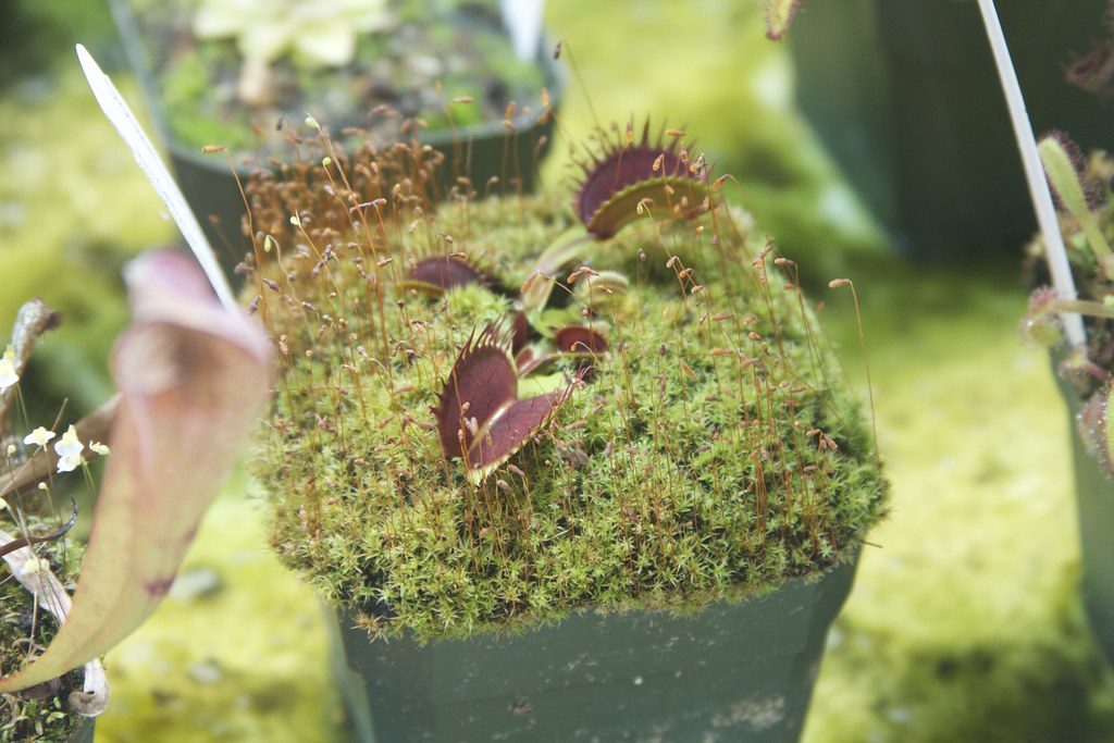 Carnivorous plants Lenore Edman Flickr