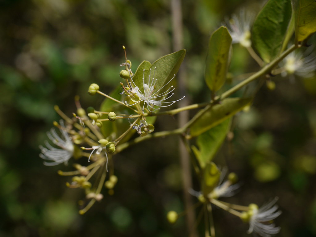 Kanthar (Gujarati કંથાર) Capparaceae (caper family) » Cap… Flickr