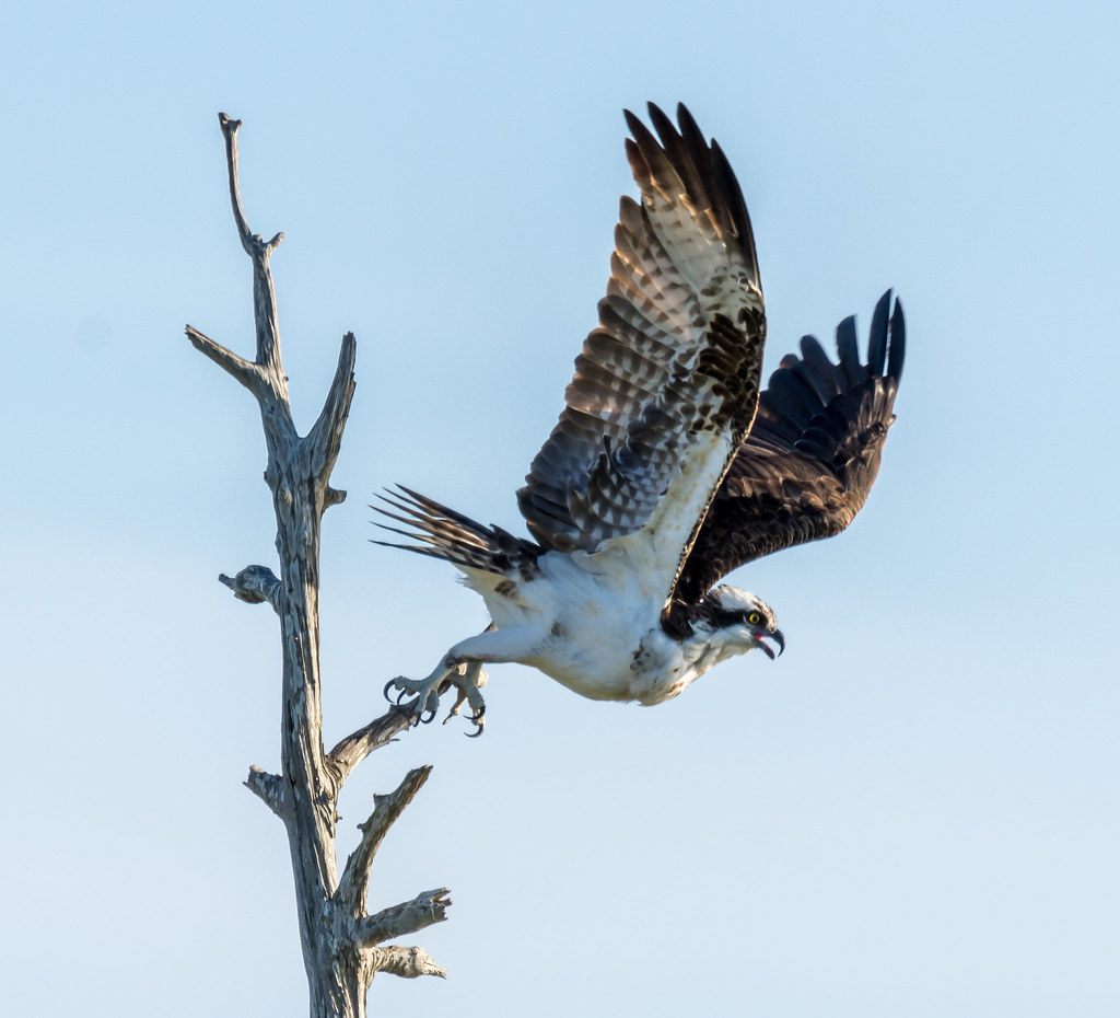 Osprey in flight Viera Wetlands, Florida. Osprey just taki… Flickr