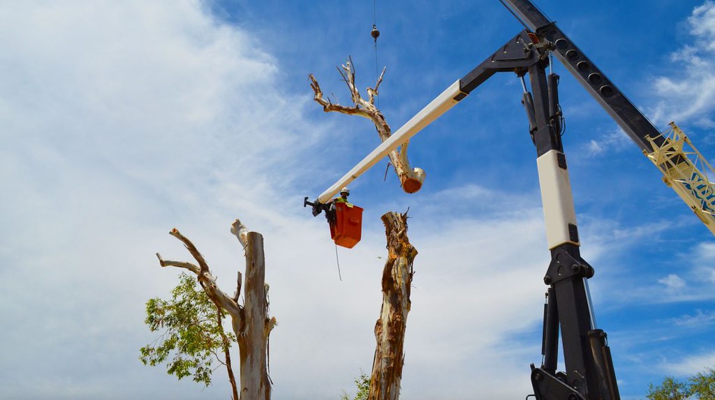 Tree Removal Brisbane Northside Tree Removal and Maintenan… Flickr