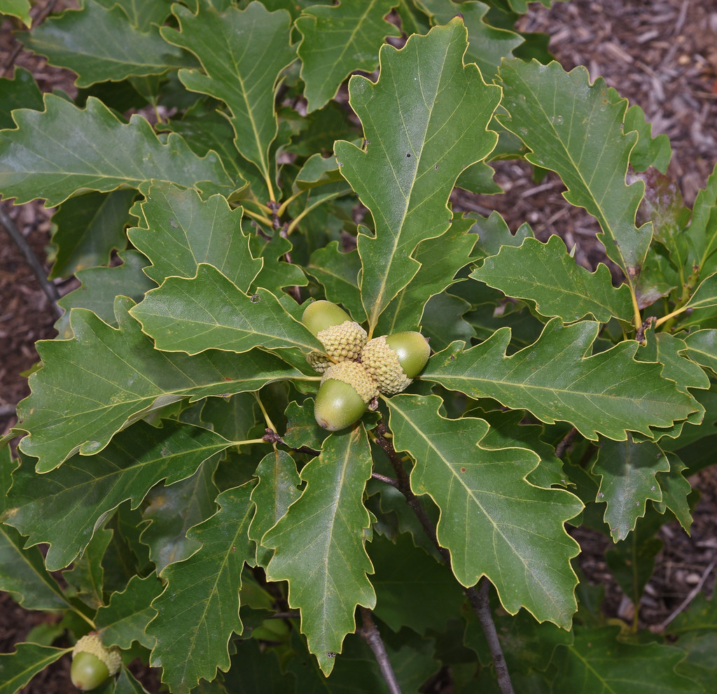 Dwarf Chinkapin Oak Quercus prinoides In my backyard la… Flickr