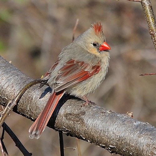 Northern Cardinal.......... In our back yard by the Brush … Flickr