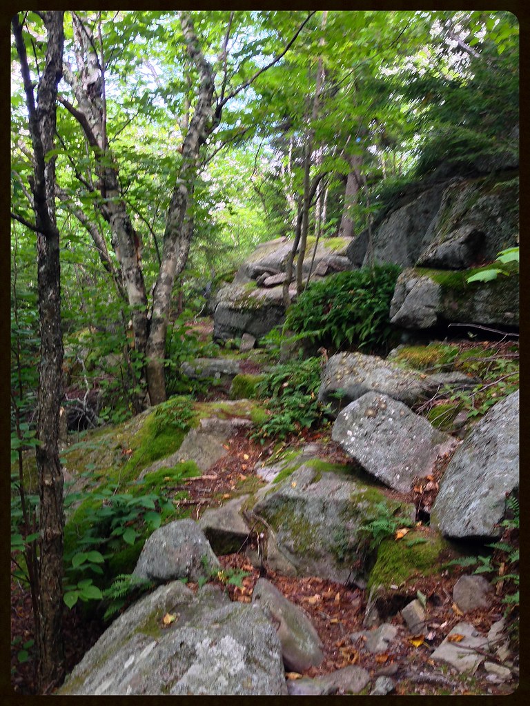 Phoenicia East Branch Trail And...(gasp).... still....(gas… Flickr