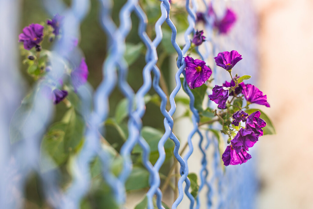 Farewell to summer Last summer flowers finding their way t… Flickr