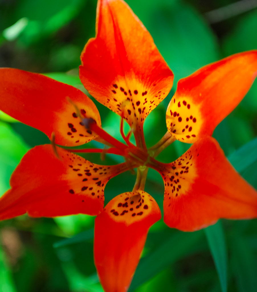 Wood Lily (Lilium philadelphicum) Spring Green Preserve Wi… Flickr