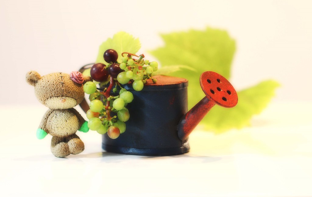 Mabel Mabel not so green fingered with the crop this aut… Flickr