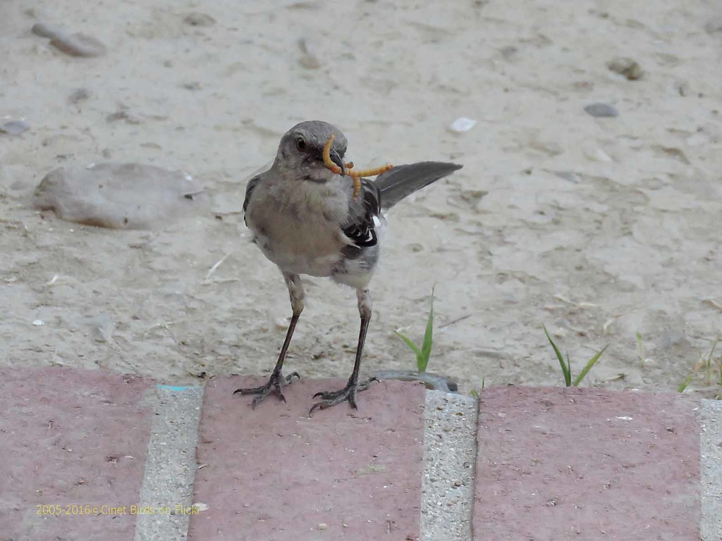 Mockingbird, Northern, adult, molting, with mealworms, 201… Flickr