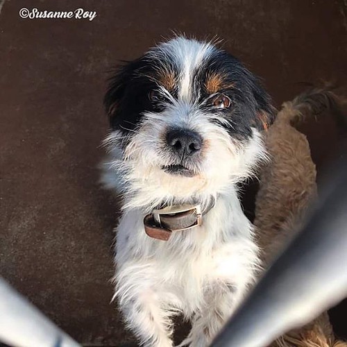 ️ Brock ️ 13 year old male Terrier VVAPL Humane Society… Flickr