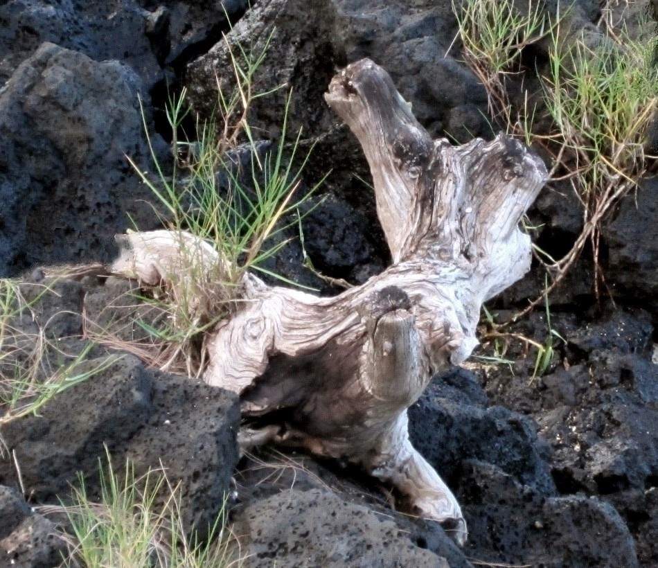 driftwood Hawaii • • • • • • • • • • • • Flickr