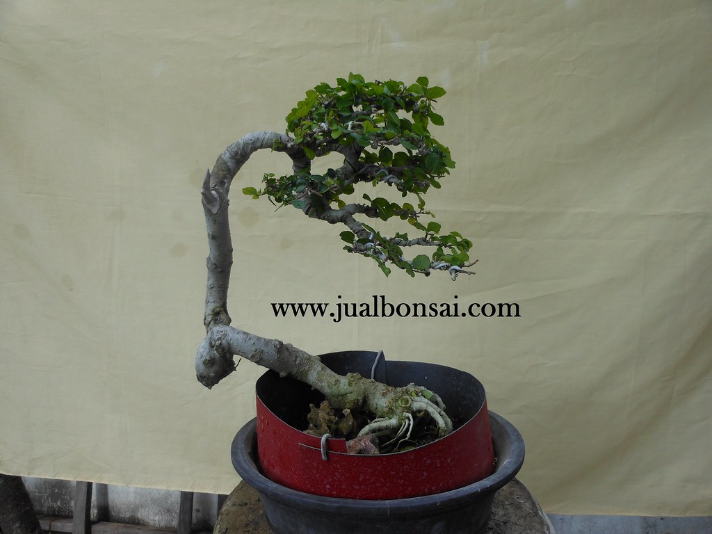 Bonsai 68 Serut Gaya Punjin Ukuran Small | Bonsai Kimeng Uku… | Flickr