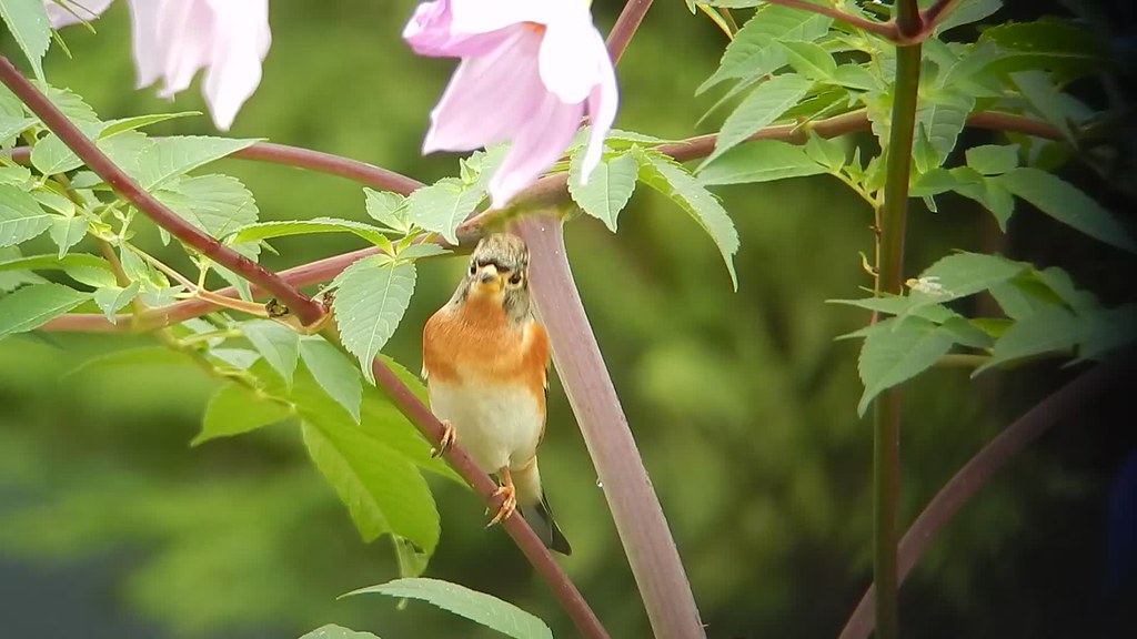 Brambling Arcata (Sunny Brae), CA..111114...Found by Gle… Flickr