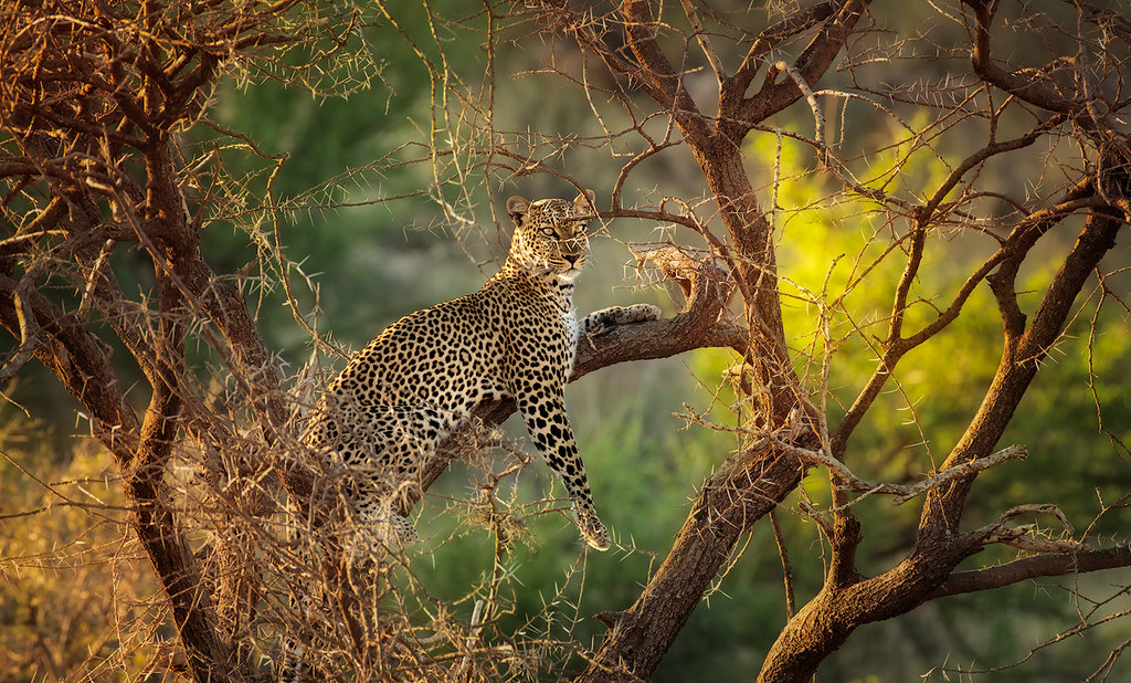 The Queen of Stealth Female Leopard, Samburu National Rese… Flickr