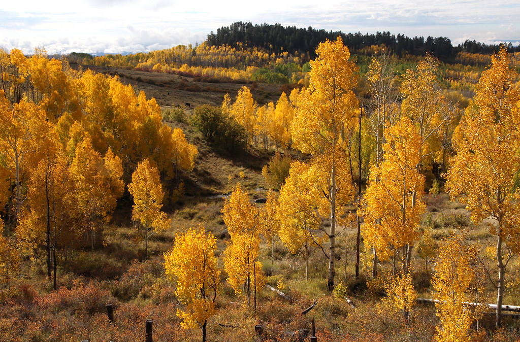 BOULDER MT, GARFIELD COUNTY, UT 20160930 fall color (6… Flickr