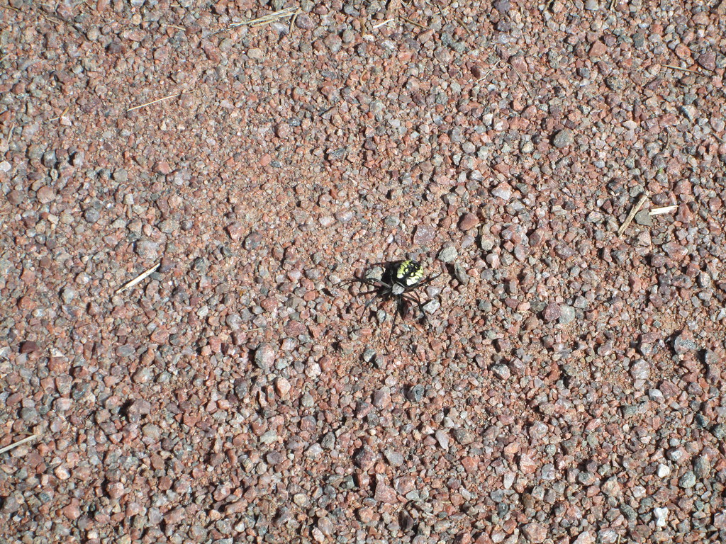 Spider on Confederation Trail, Vernon River, PEI September… Larry
