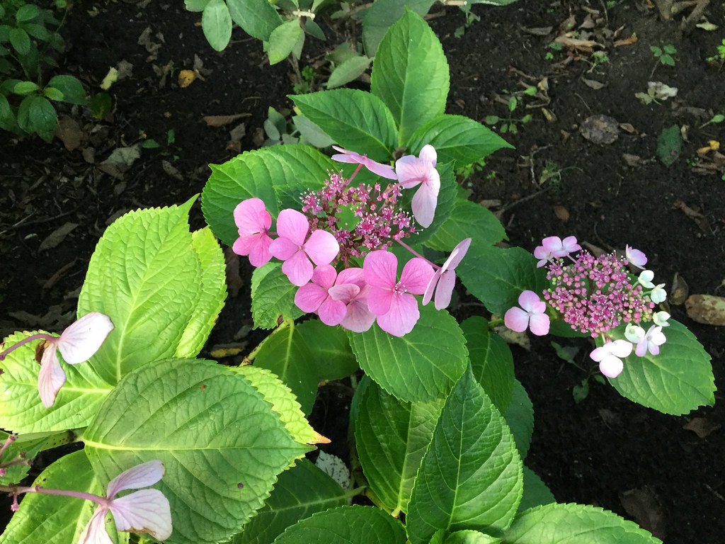 Flowers Ashton Gardens, St Anne’sontheSea Richard Cavell Flickr