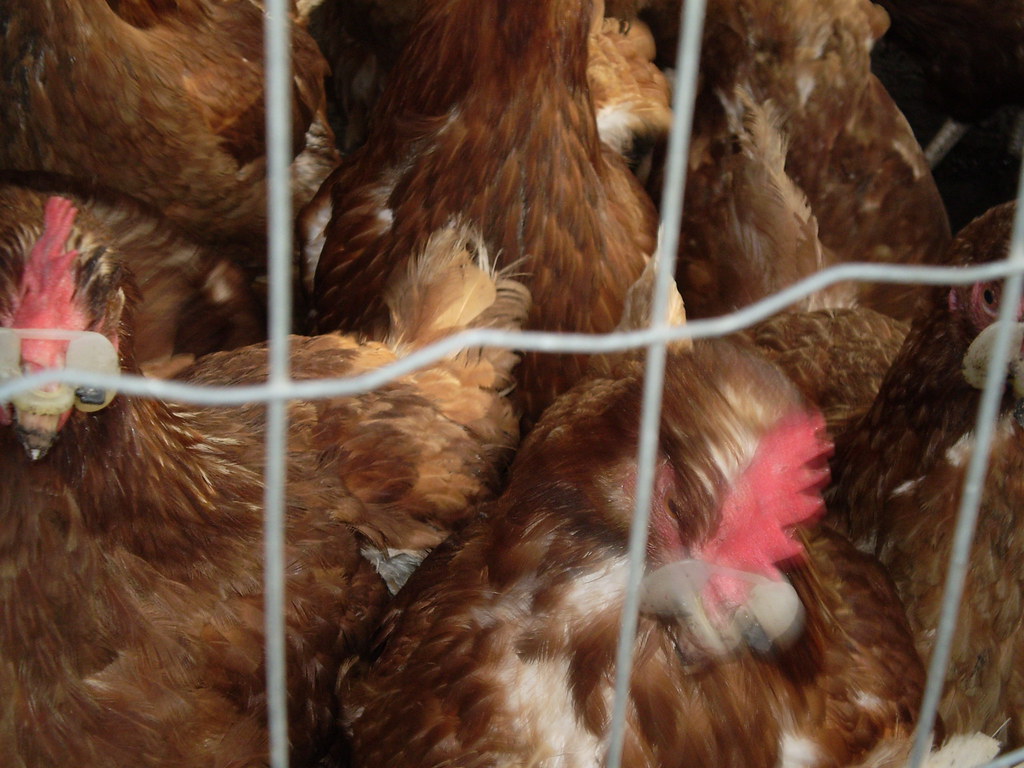 Fritgående høner | Æglæggende høner på friland | Anima.dk | Flickr