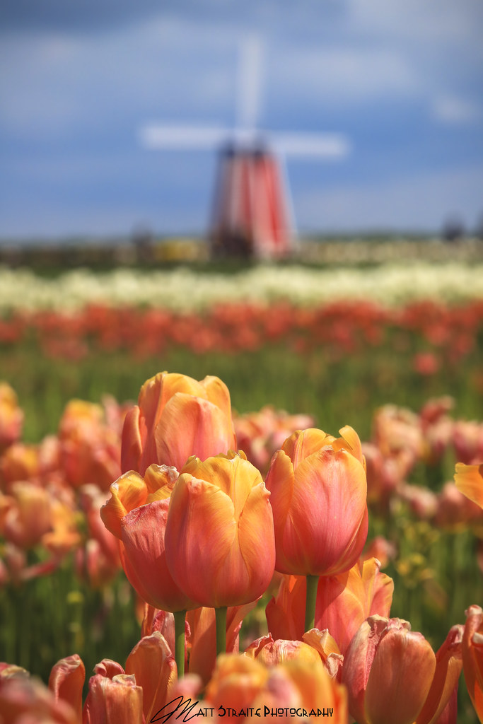 Everythings coming up Tulips This image is from a recent t… Flickr