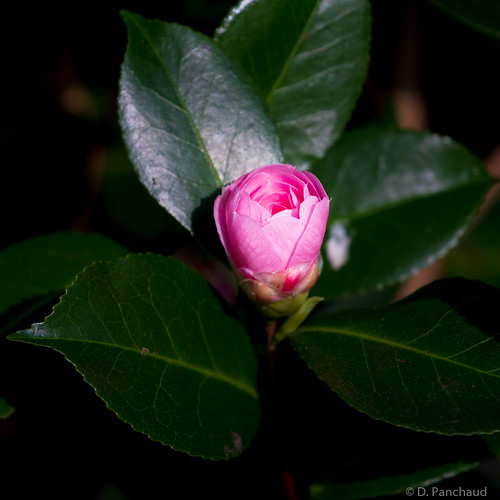 Camellia Bud Dave Panchaud Flickr