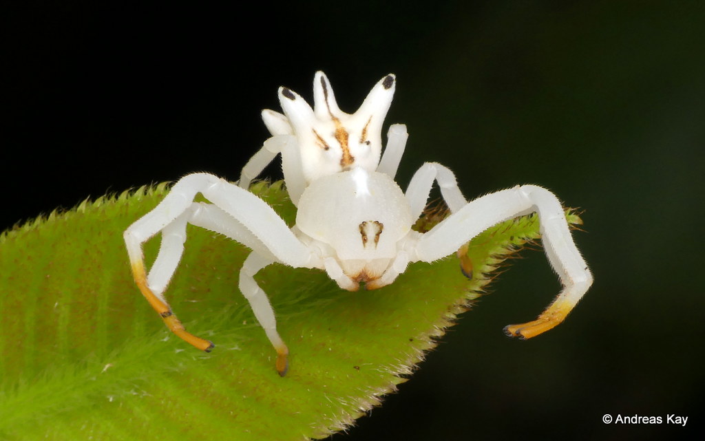 Crab Spider, Epicadus heterogaster, Thomisidae watch the V… Flickr