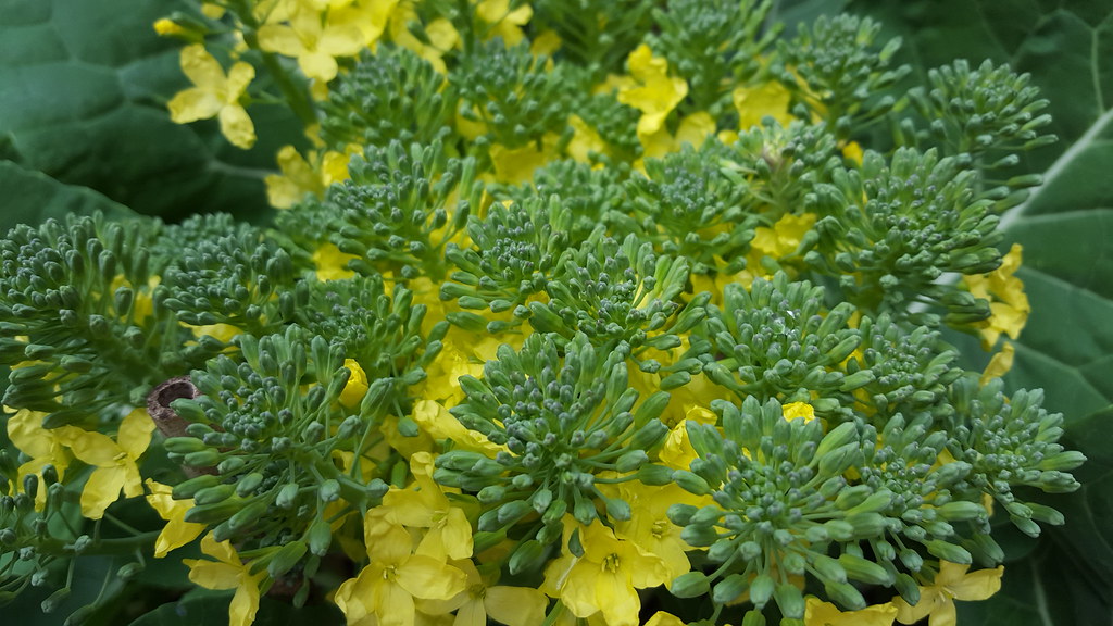 broccoli flowers broccoli flowers Philip Kindleysides Flickr