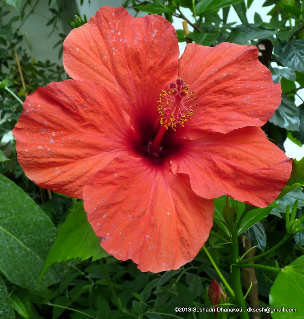 Hibiscus! Nectar, food for the gods! Butterfly house, Nati… Flickr