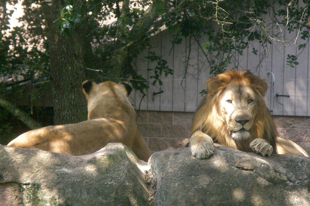 Jacksonville Zoo Jacksonville Zoo Lions Jack Flickr
