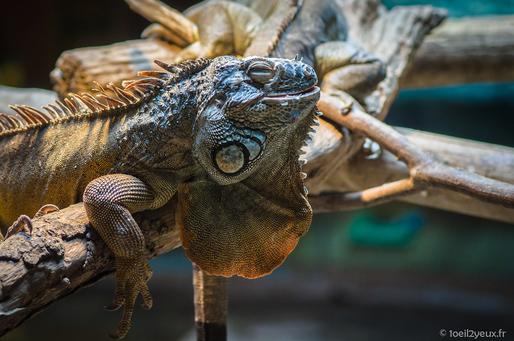 Iguane Vert En balade à l'île aux serpents EXIF Nikon