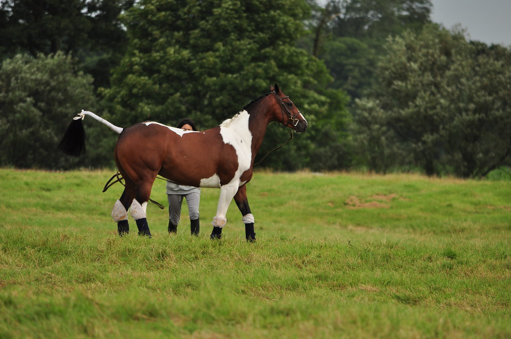 Skewbald Horse. Garstang Show. 04/07/2012. Stephen Geraghty Flickr