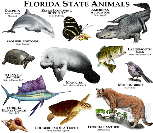 Florida State Animal Name, Florida State Parks List Of Fl State Parks