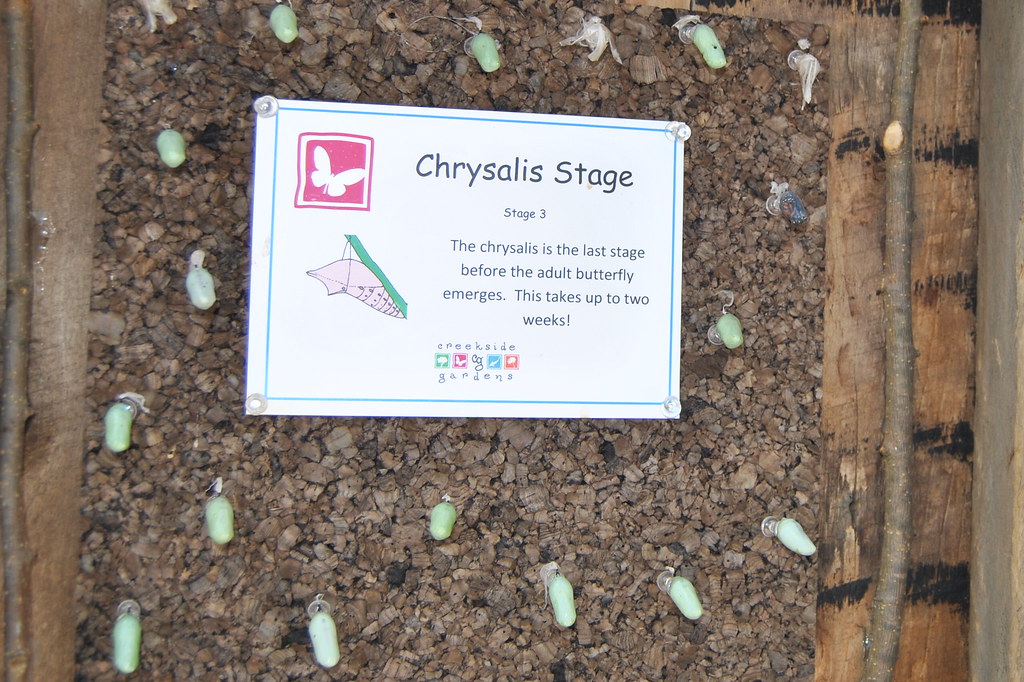 CSC_0206_398 creekside gardens butterfly cathy barbaro Flickr