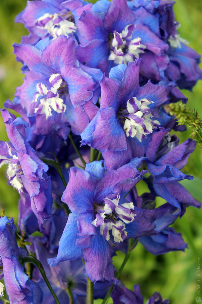 Dowdeswell's Delphiniums, Larkspur, first bloom — Новозела… Flickr