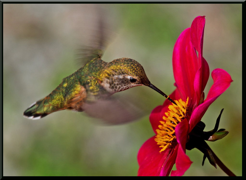 Hummingbird and Dahlia The hummingbirds have gone insane. … Flickr
