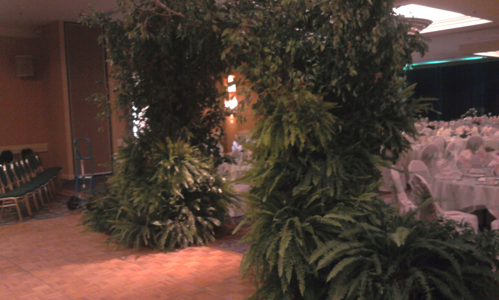 ficus arch and ferns Tree rentals can be very impressive f… Flickr