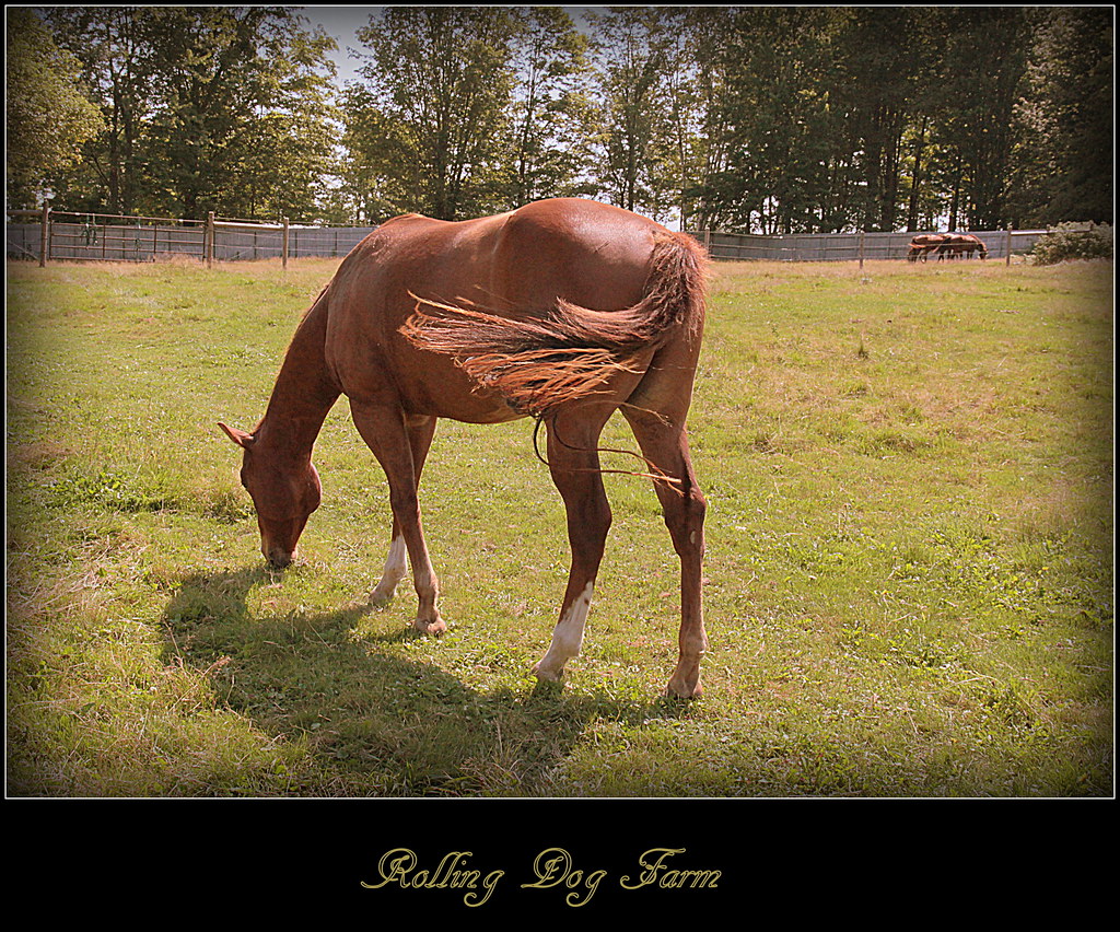 Rolling Dog Farma special place for disabled animals Flickr