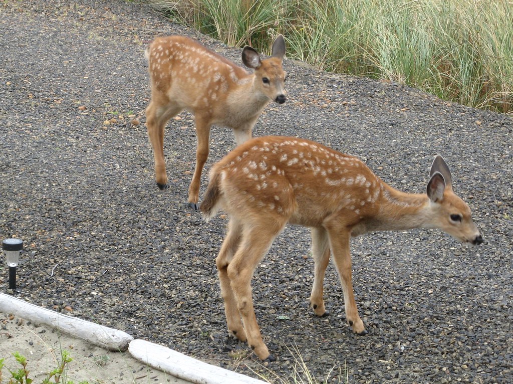 OS Deer 08/05/2012 Baby deer in our driveway in Ocean Sh… Flickr