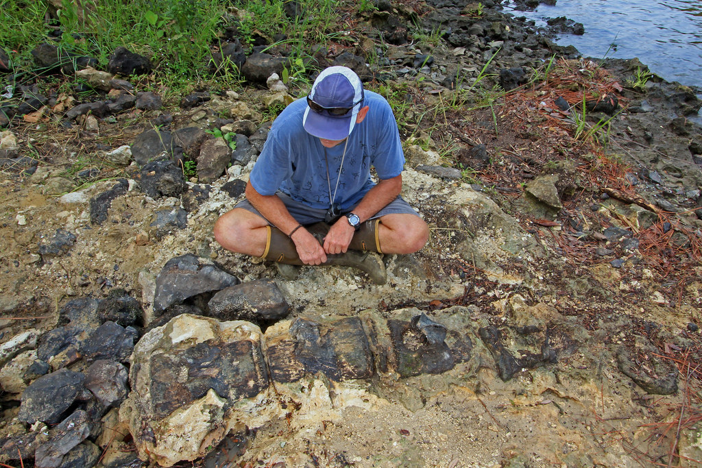 Basilosaurus cetoides, Flint River, Albany, Dougherty Coun… Flickr