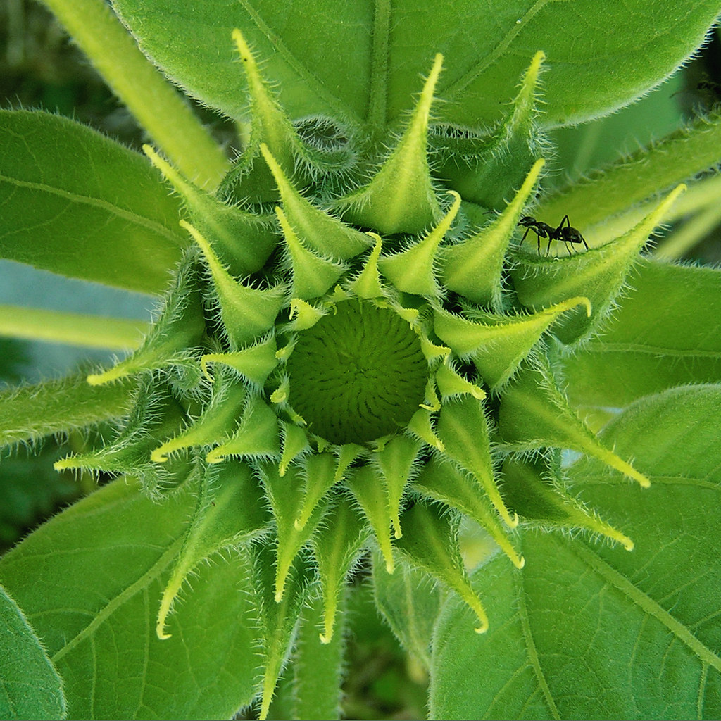 Sunflower with ant Still short enough to get a shot from a… Robin