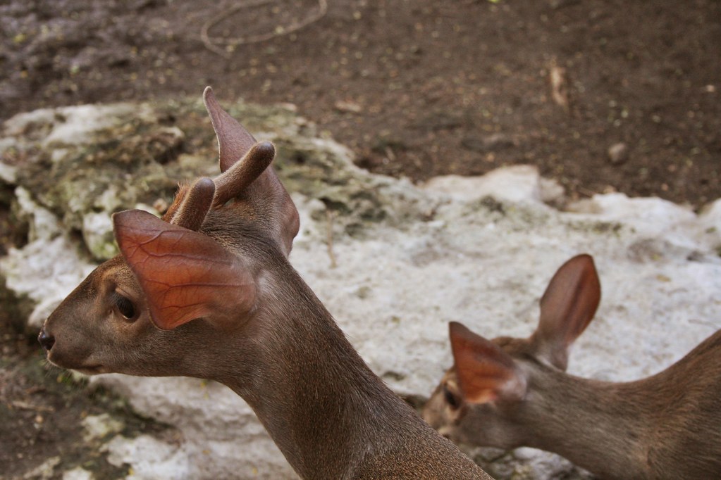 Deer ears enfys photography Flickr