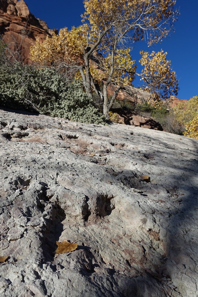Dinosaur Track Lower Left Fork, North Creek. Zion National… Flickr