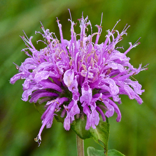 Wild Bergamot / Monarda fistulosa I've taken so few photos… Flickr