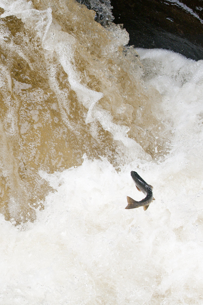 Salmon leap, Buchanty Spout Salmon leaping the falls at Bu… Flickr