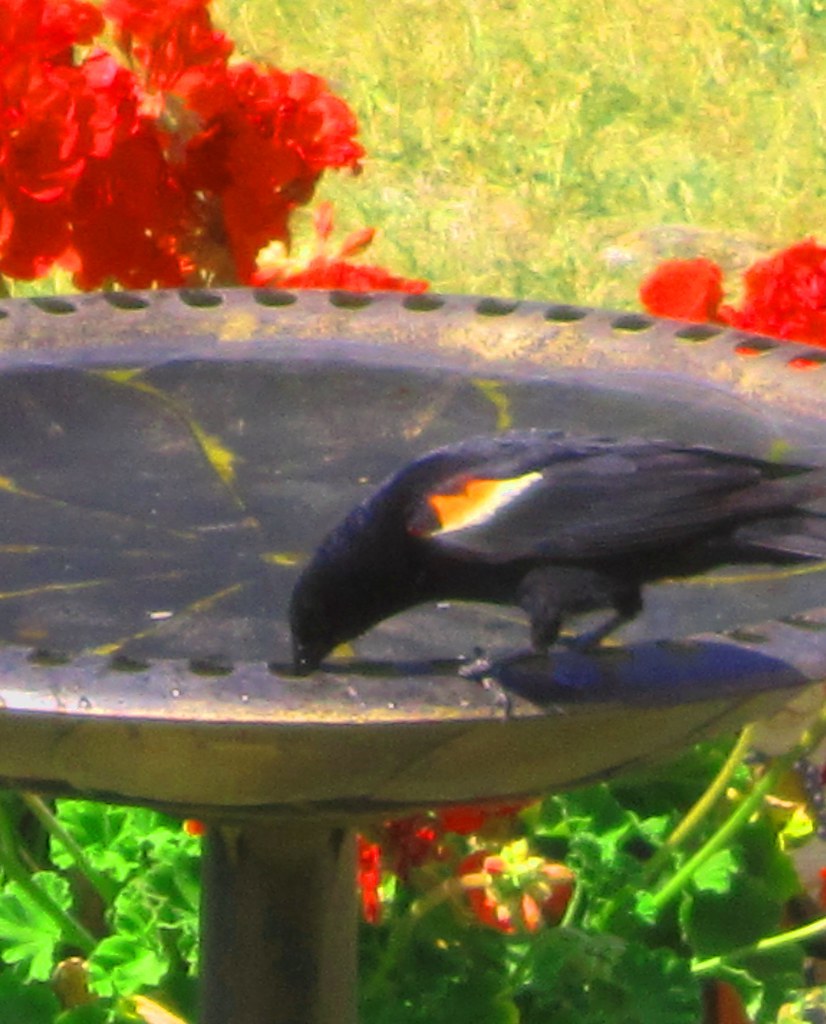 Red Winged BlackBird Haven't seen any of these guys since … Flickr