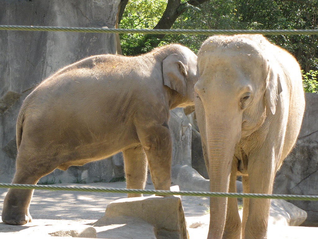 Columbus Zoo Company Picnic 81812 045 foodbyfax Flickr
