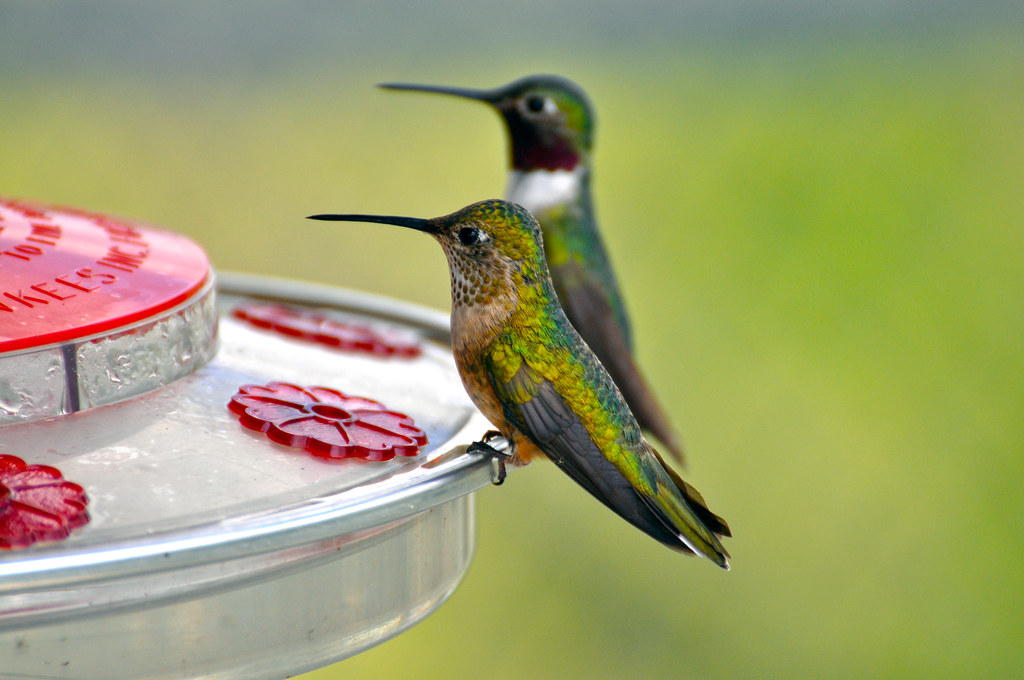Hummingbirds Two hummingbirds sit on a feeder atop Moqui T… Flickr