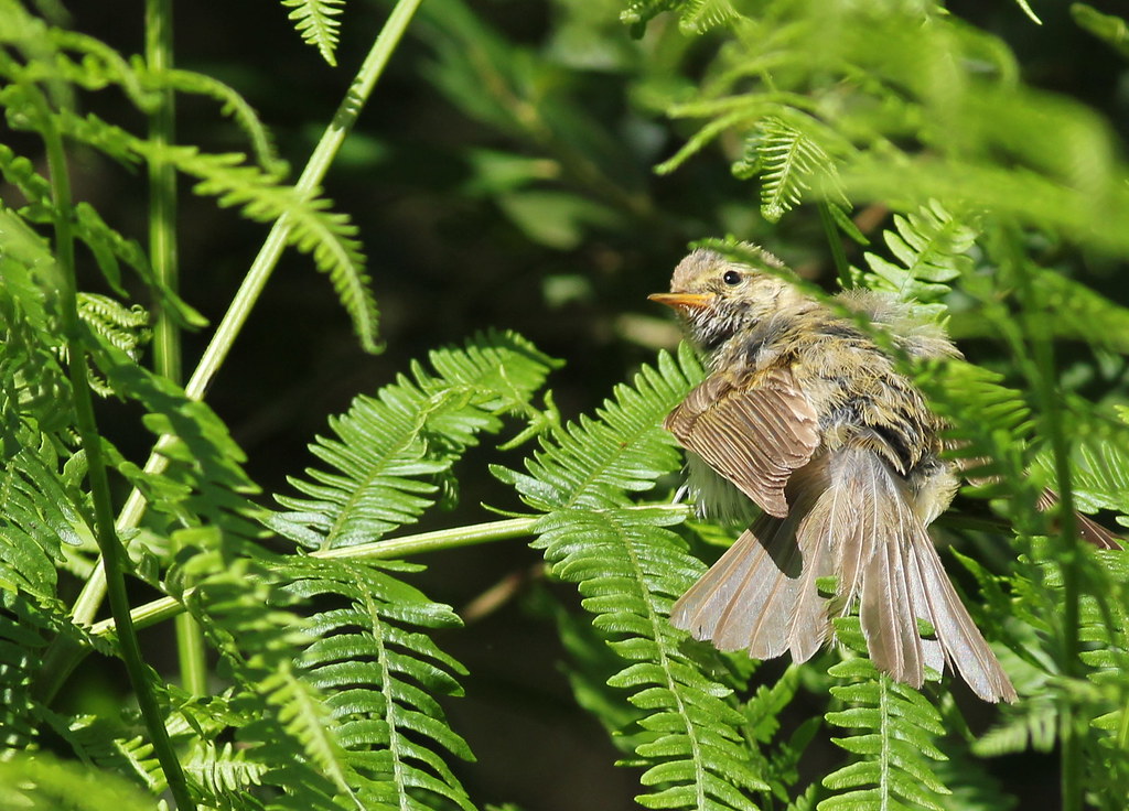 Bird drying itself Blackbearjim Flickr