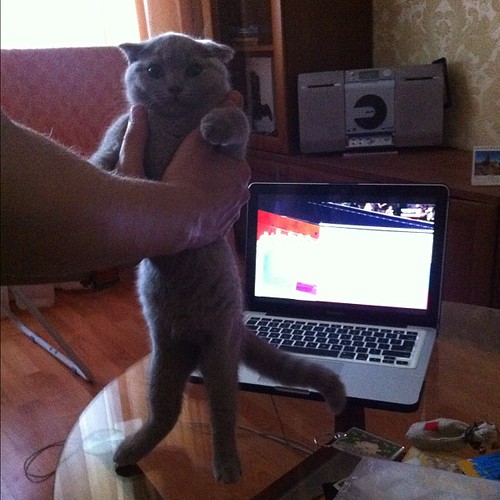 Bo [the cat] stands for Russian federation's hymn russia … Flickr